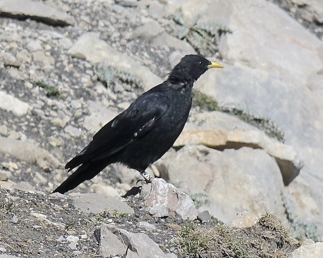 alpine chough